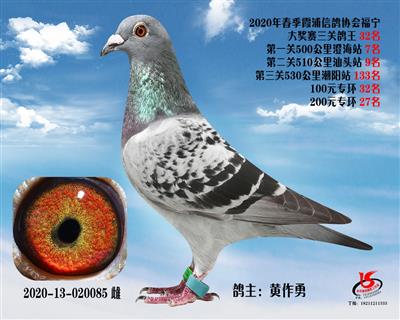 霞浦鴿協三關鴿王32名