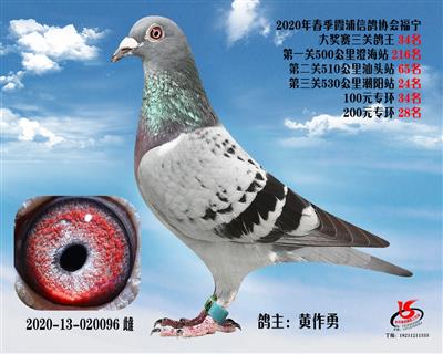 霞浦鴿協三關鴿王34名