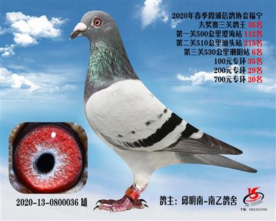 霞浦鴿協三關鴿王35名