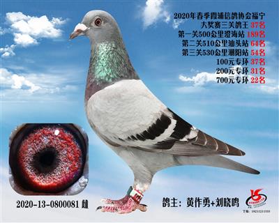 霞浦鴿協三關鴿王37名