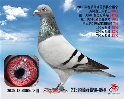 霞浦鴿協三關鴿王38名