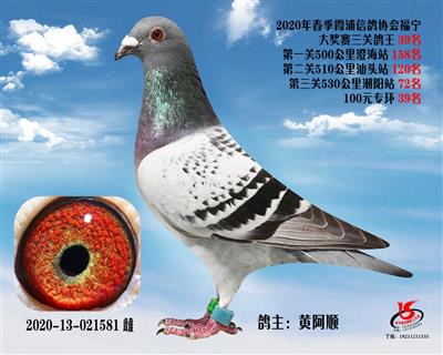 霞浦鴿協三關鴿王39名