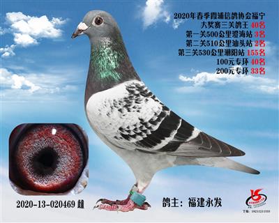 霞浦鴿協三關鴿王40名