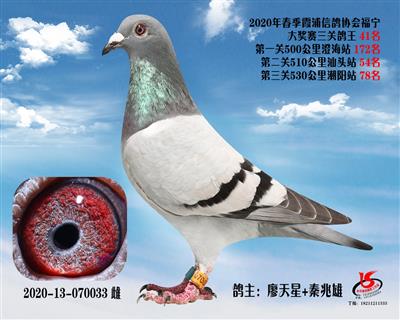 霞浦鴿協三關鴿王41名