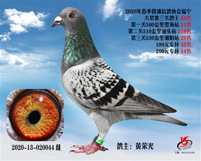 霞浦鴿協三關鴿王42名