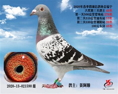 霞浦鴿協三關鴿王43名