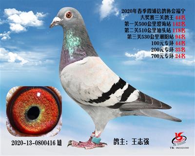 霞浦鴿協三關鴿王44名
