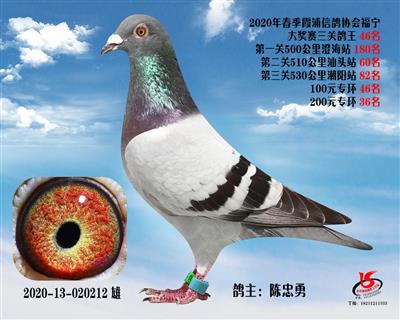 霞浦鴿協三關鴿王46名