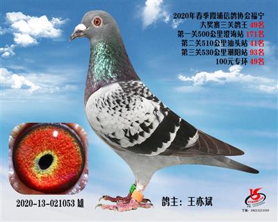 霞浦鴿協三關鴿王49名