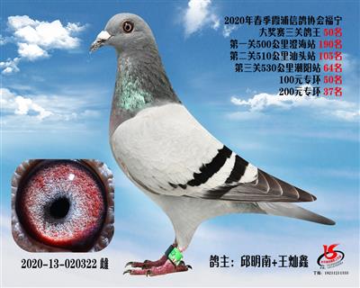 霞浦鴿協三關鴿王50名
