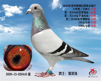 霞浦鴿協三關鴿王51名