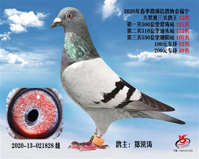 霞浦鴿協三關鴿王52名