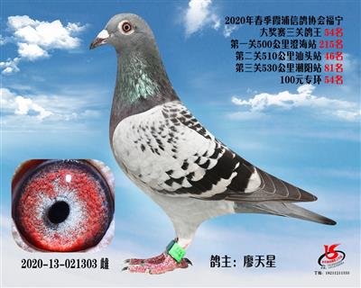 霞浦鴿協三關鴿王54名