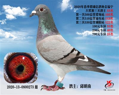 霞浦鴿協三關鴿王55名