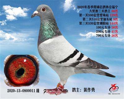 霞浦鴿協三關鴿王56名