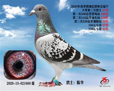 霞浦鴿協三關鴿王57名