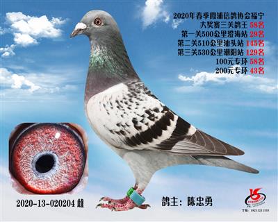 霞浦鴿協三關鴿王58名