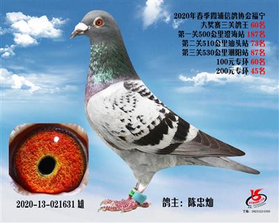 霞浦鴿協三關鴿王60名