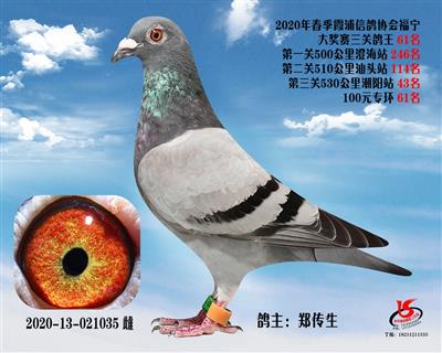 霞浦鴿協三關鴿王61名