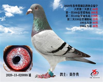 霞浦鴿協三關鴿王64名