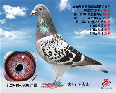 霞浦鴿協三關鴿王66名