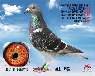 霞浦鴿協三關鴿王67名