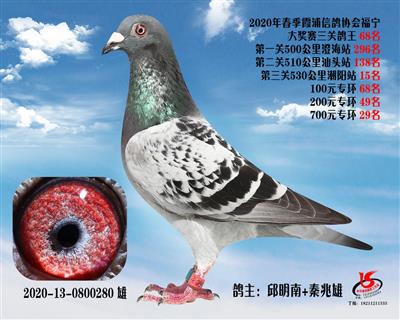 霞浦鴿協三關鴿王68名