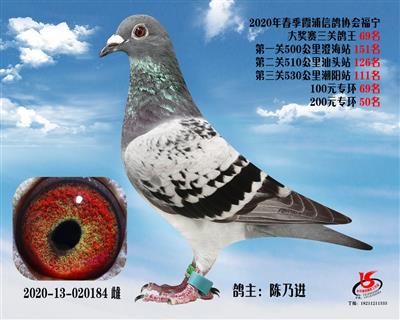 霞浦鴿協三關鴿王69名