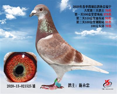霞浦鴿協三關鴿王70名