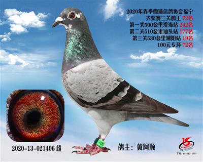 霞浦鴿協三關鴿王72名