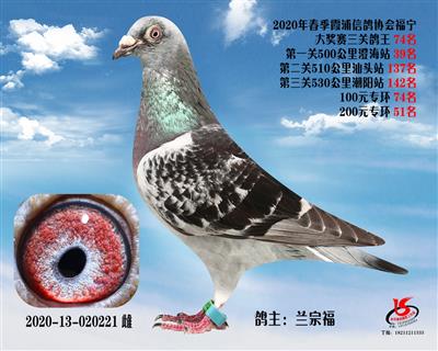 霞浦鴿協三關鴿王74名