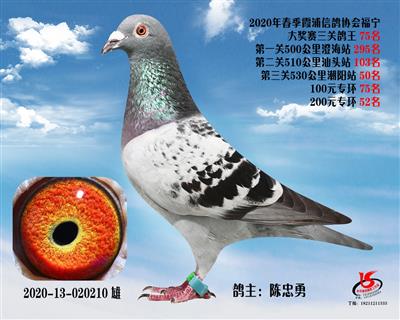 霞浦鴿協三關鴿王75名