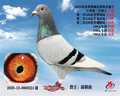 霞浦鴿協三關鴿王77名