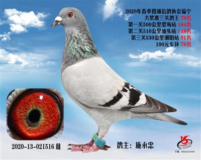 霞浦鴿協三關鴿王78名