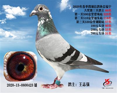 霞浦鴿協三關鴿王80名