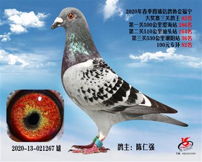 霞浦鴿協三關鴿王82名