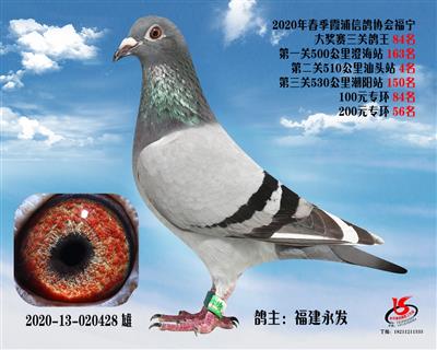 霞浦鴿協三關鴿王84名