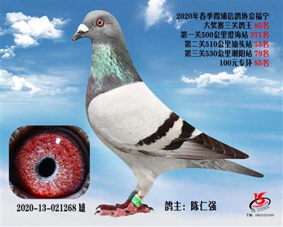 霞浦鴿協三關鴿王85名