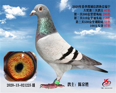 霞浦鴿協三關鴿王87名