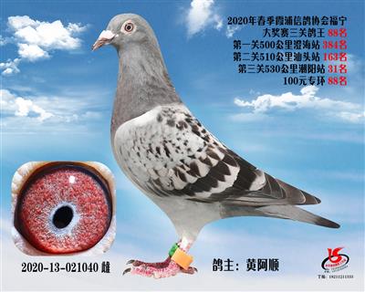 霞浦鴿協三關鴿王88名