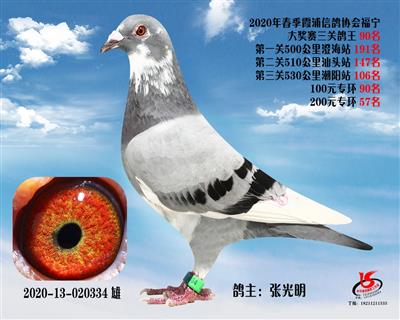 霞浦鴿協三關鴿王90名