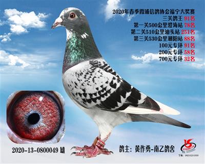 霞浦鴿協三關鴿王91名