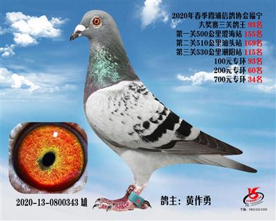 霞浦鴿協三關鴿王93名