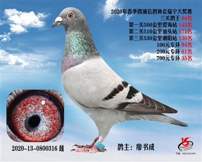 霞浦鴿協三關鴿王94名