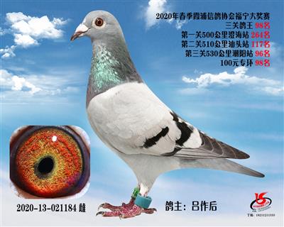 霞浦鴿協三關鴿王98名