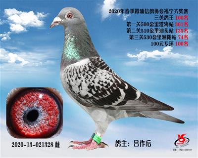 霞浦鴿協三關鴿王100名