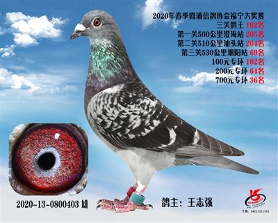 霞浦鴿協三關鴿王102名