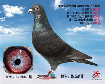 霞浦鴿協三關鴿王103名