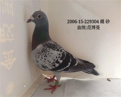 范博曼老雌