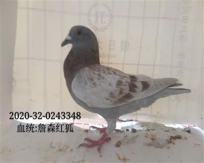 詹森紅狐貍
